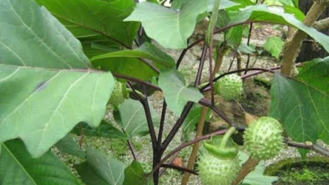 Daun kecubung