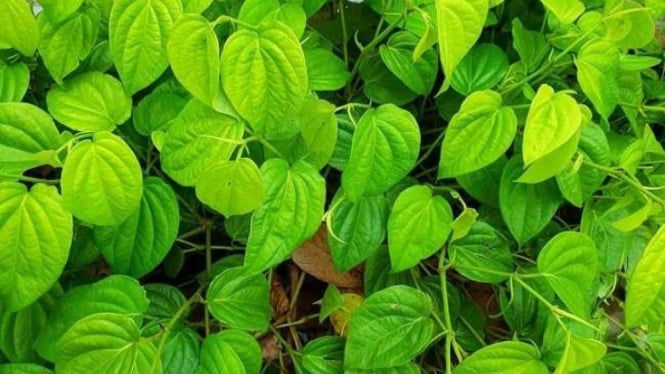 Daun sirih