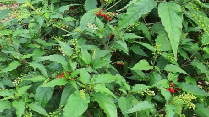 Getih-getihan