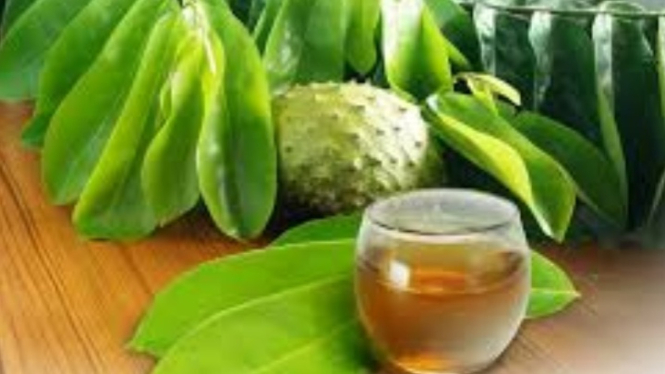 Daun sirsak