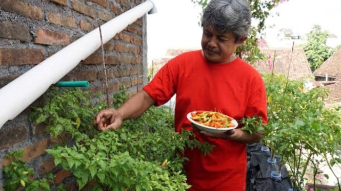 Budidaya cabai diatas atap rumah