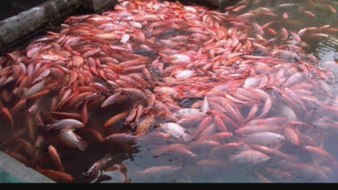 Budidaya kakap merah Taiwan yang menguntungkan