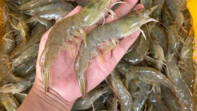 Udang vaname