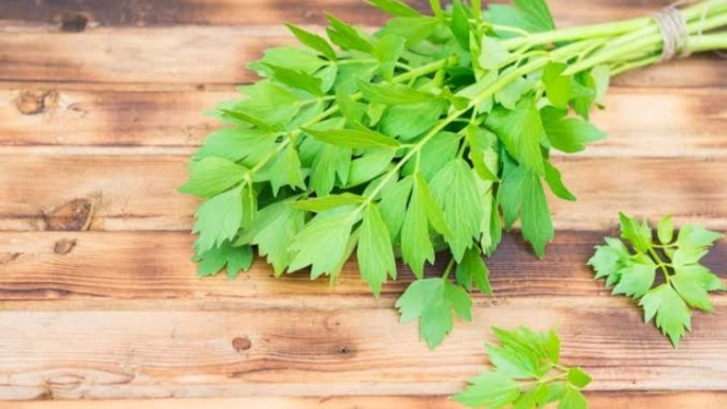 Daun seledri