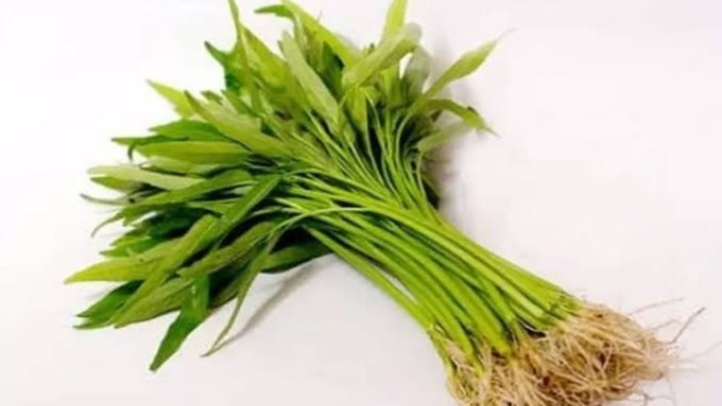 Akar kangkung