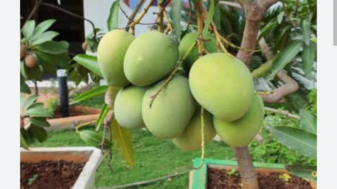 Menanam mangga dirumah dengan pot