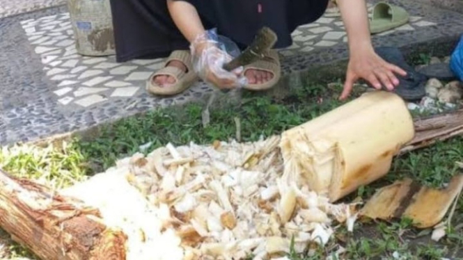 Cara membuat kompos pisang