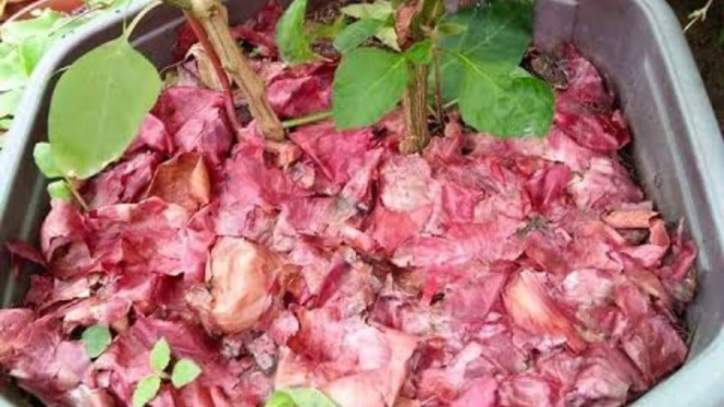 Kulit bawang merah suburkan tanaman