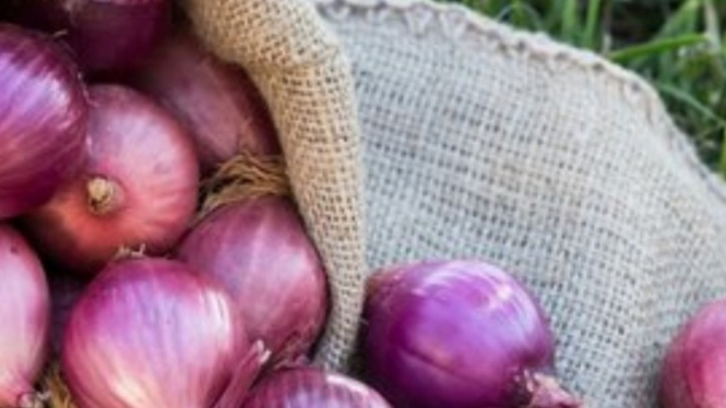 Bawang merah sebagai pupuk ZPT