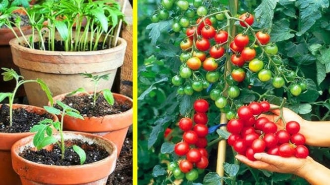 tanam tomat di pot atau tanah?
