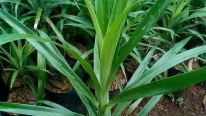 Daun suji