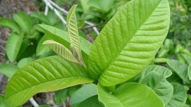 daun jambu biji
