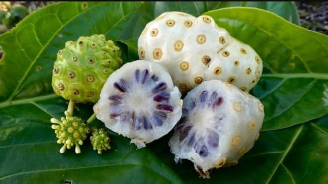 Buah mengkudu