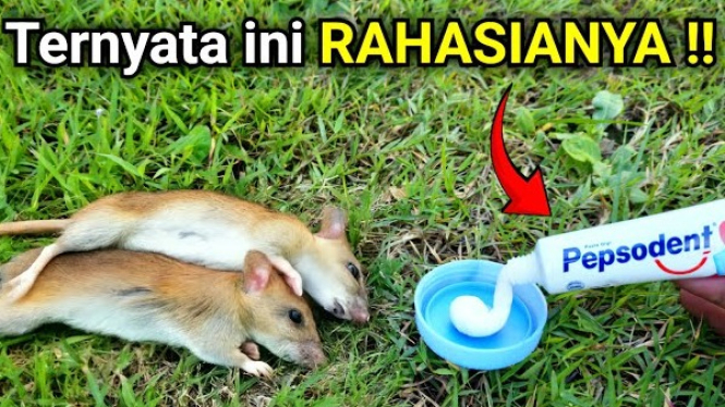 Pengusir Tikus