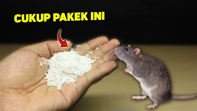 Cara mudah mengusir tikus