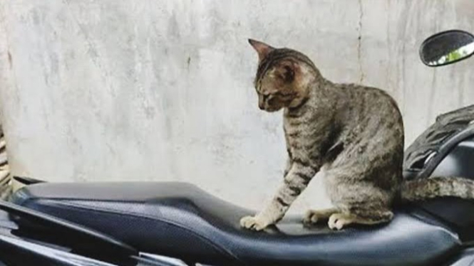 Cara Memperbaiki Jok Motor Sobek