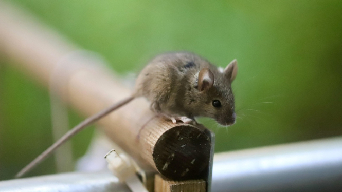 Tikus