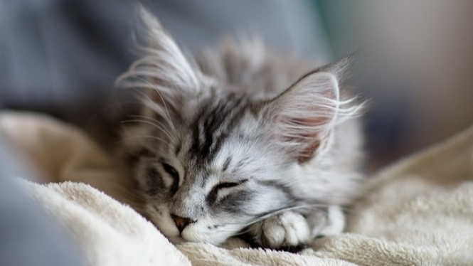 Kucing