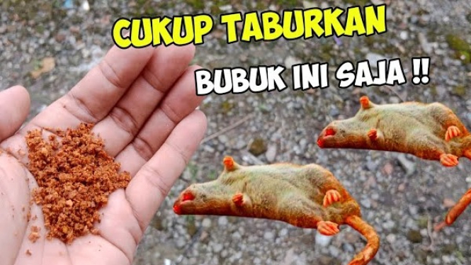 Cara Mengusir Tikus