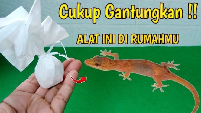 Cara Usir Cicak