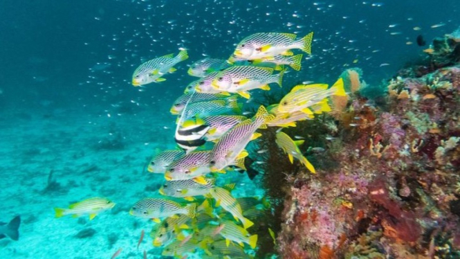 Deretan Hewan Endemik Raja Ampat