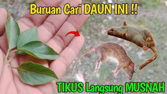 Cara Mengusir Tikus
