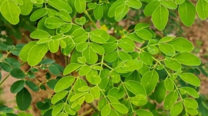 Daun Kelor Bisa Mengusir Makhluk Halus