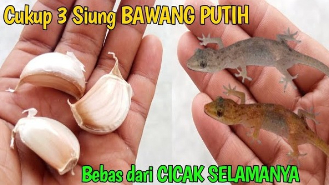 Cara Mengusir Cicak