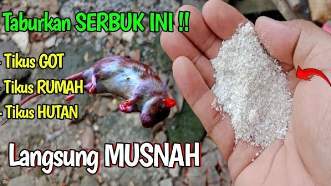 Cara Mengusir Tikus