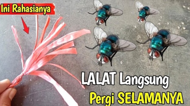 Cara Mengusir Lalat