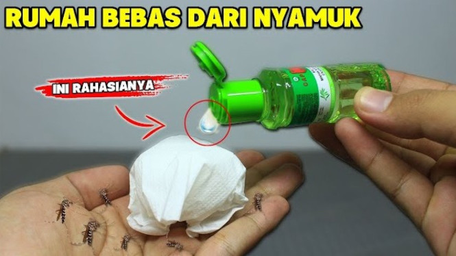 Tips Mengusir Nyamuk