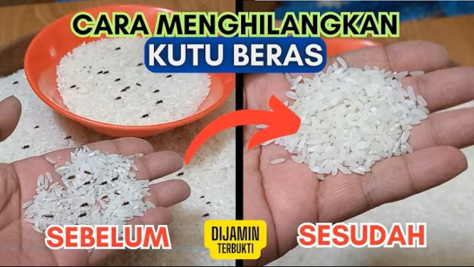 Beras berkutu