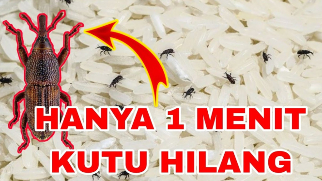 Tips Menghilangkan Kutu Beras