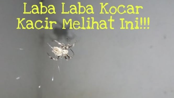 Cara Mengusir Laba-laba di Rumah