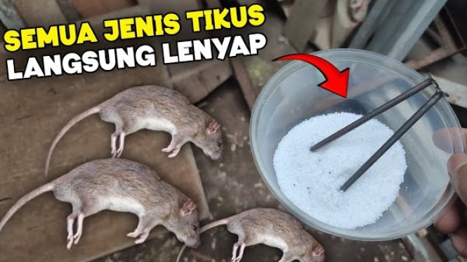 Cara Mengusir Tikus