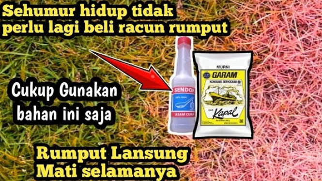 Cara Membasmi Rumput Liar