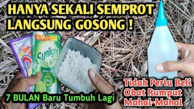 Tips Rumput Liar