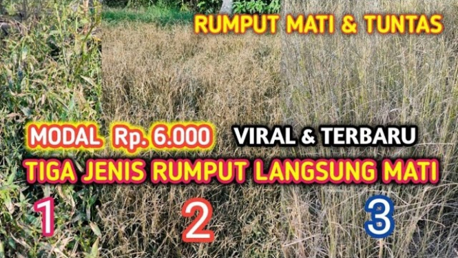 Cara Mengatasi Rumput Liar