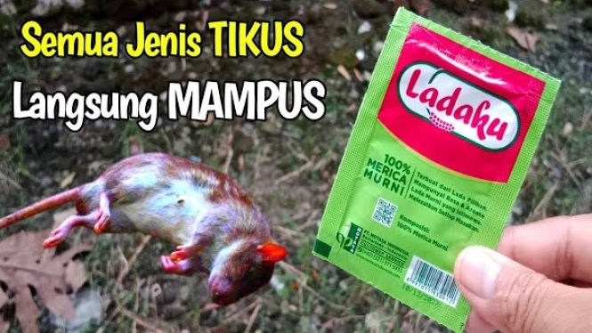 Cara Mengusir Tikus
