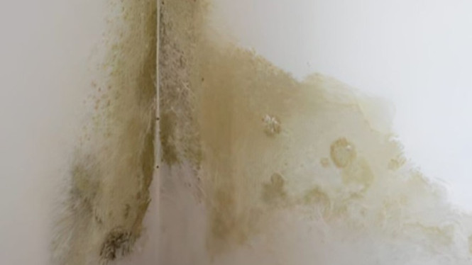Noda jamur di dinding kamar