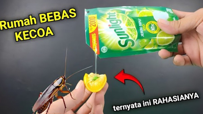 Cara Ampuh Mengusir Kecoa
