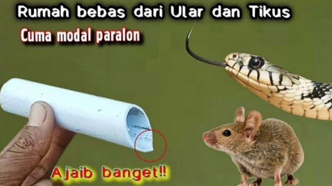 Cara mengusir ular dan tikus
