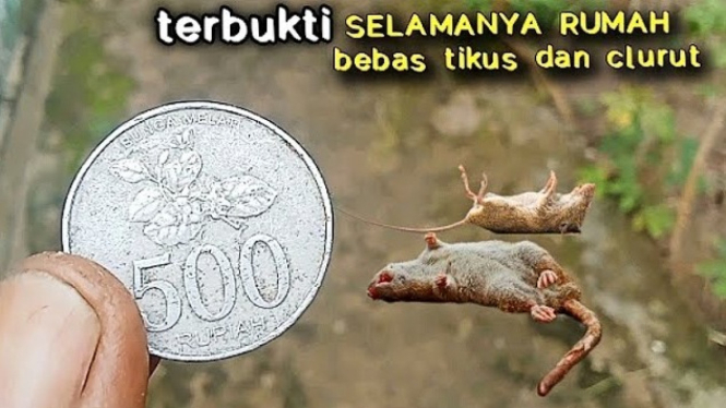Cara mengusir tikus dan clurut