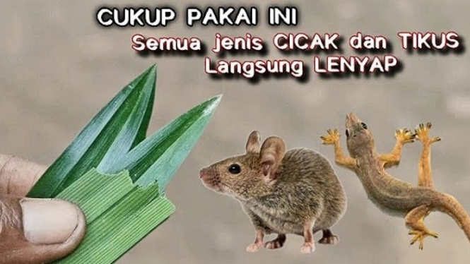 Cara mengusir cicak dan tikus