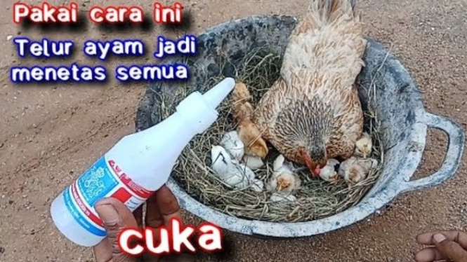 Cara agar telur ayam menetas semua