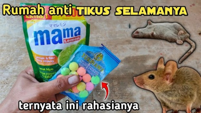 Tips Mengusir Nyamuk