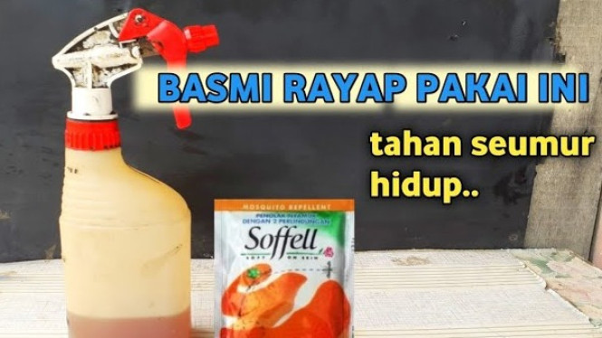 Cara Mengatasi Rayap