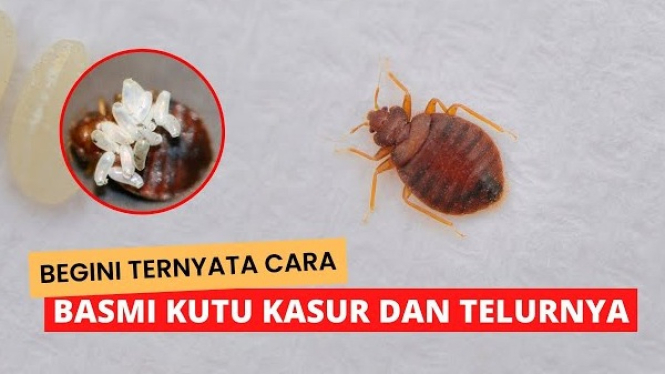 Cara Ampuh Basmi Kutu di Kasur