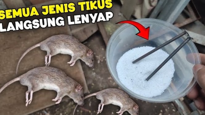 Cara Mengusir Tikus
