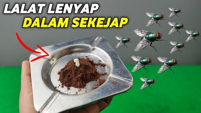 Cara Mengusir Lalat
